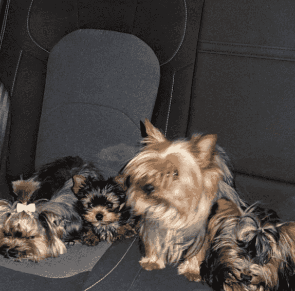 Yorkshire Terrier puppy  Yorkshire Terrier puppy