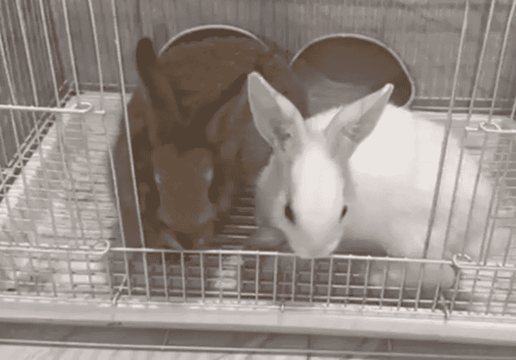 Rabbits for sale Rabbits for sale