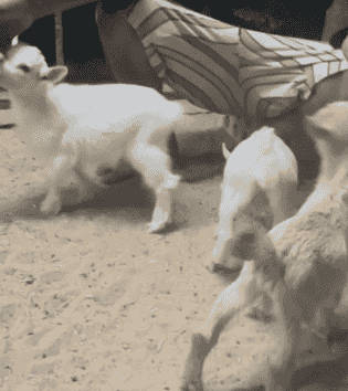 goat Jicky   goat Jicky