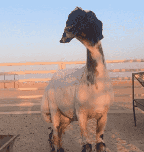 For sale,goat   For sale,goat