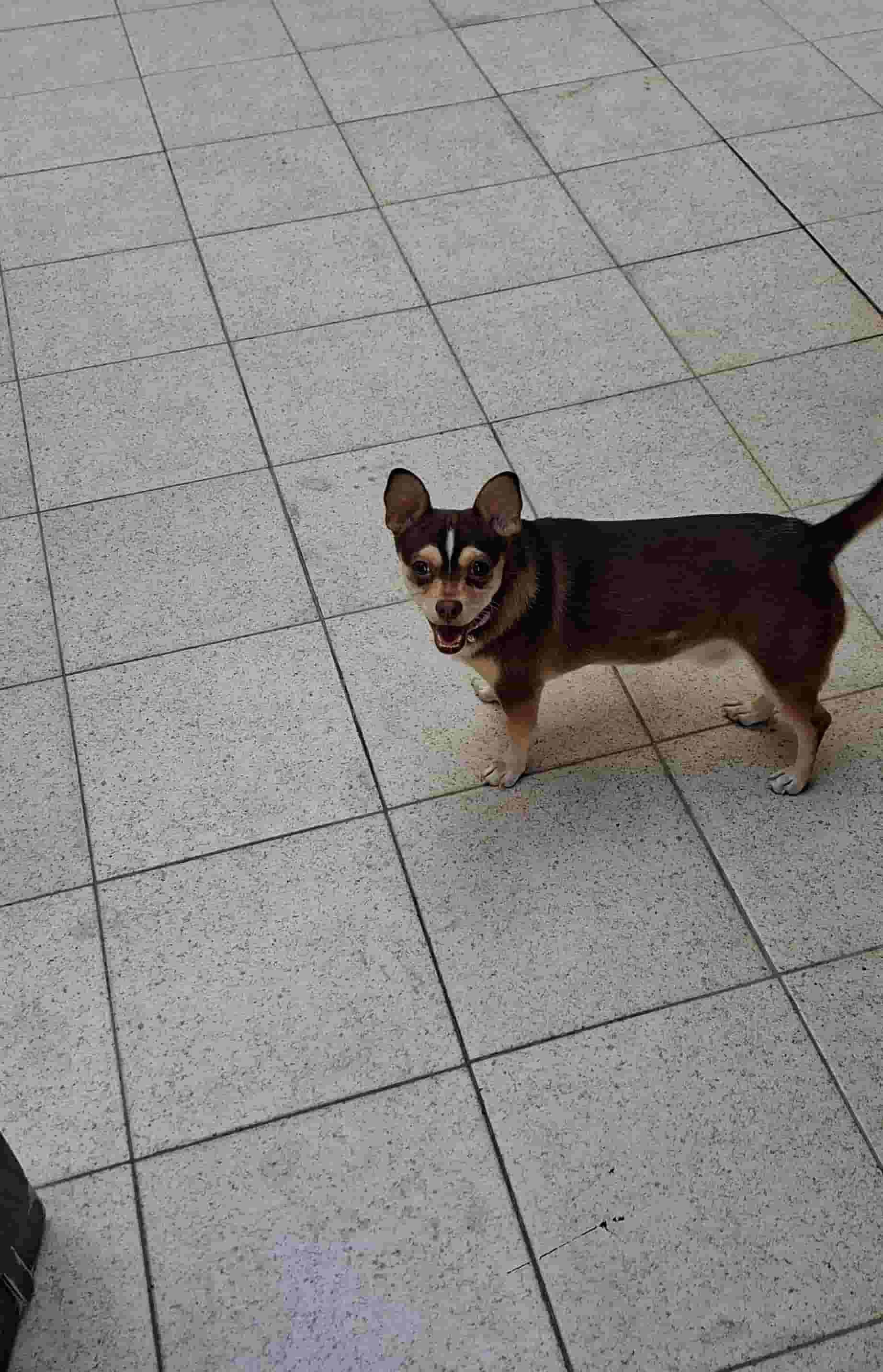 For sale Jawa 6 months  For sale Jawa 6 months