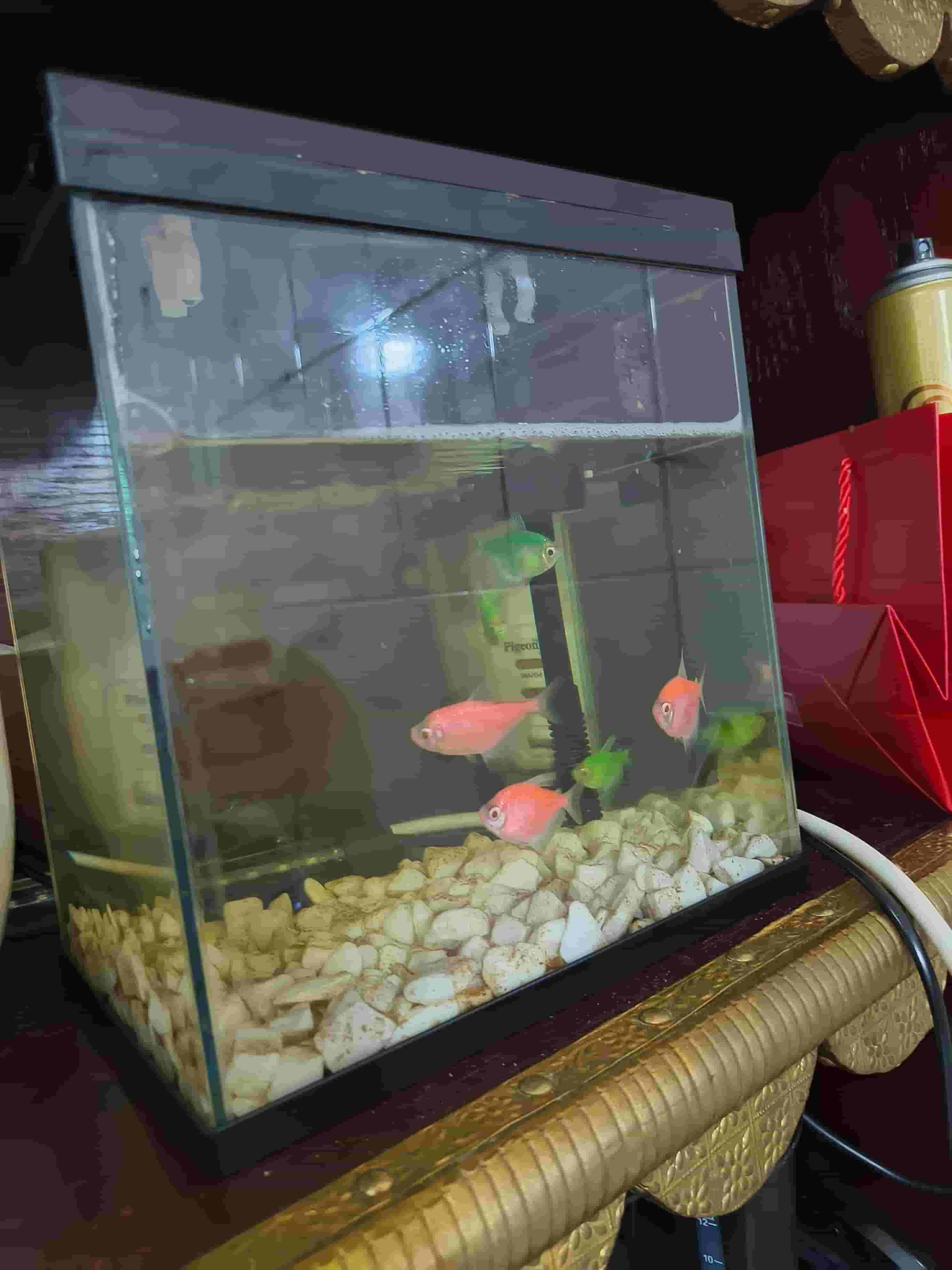 Zeina fish   Zeina fish