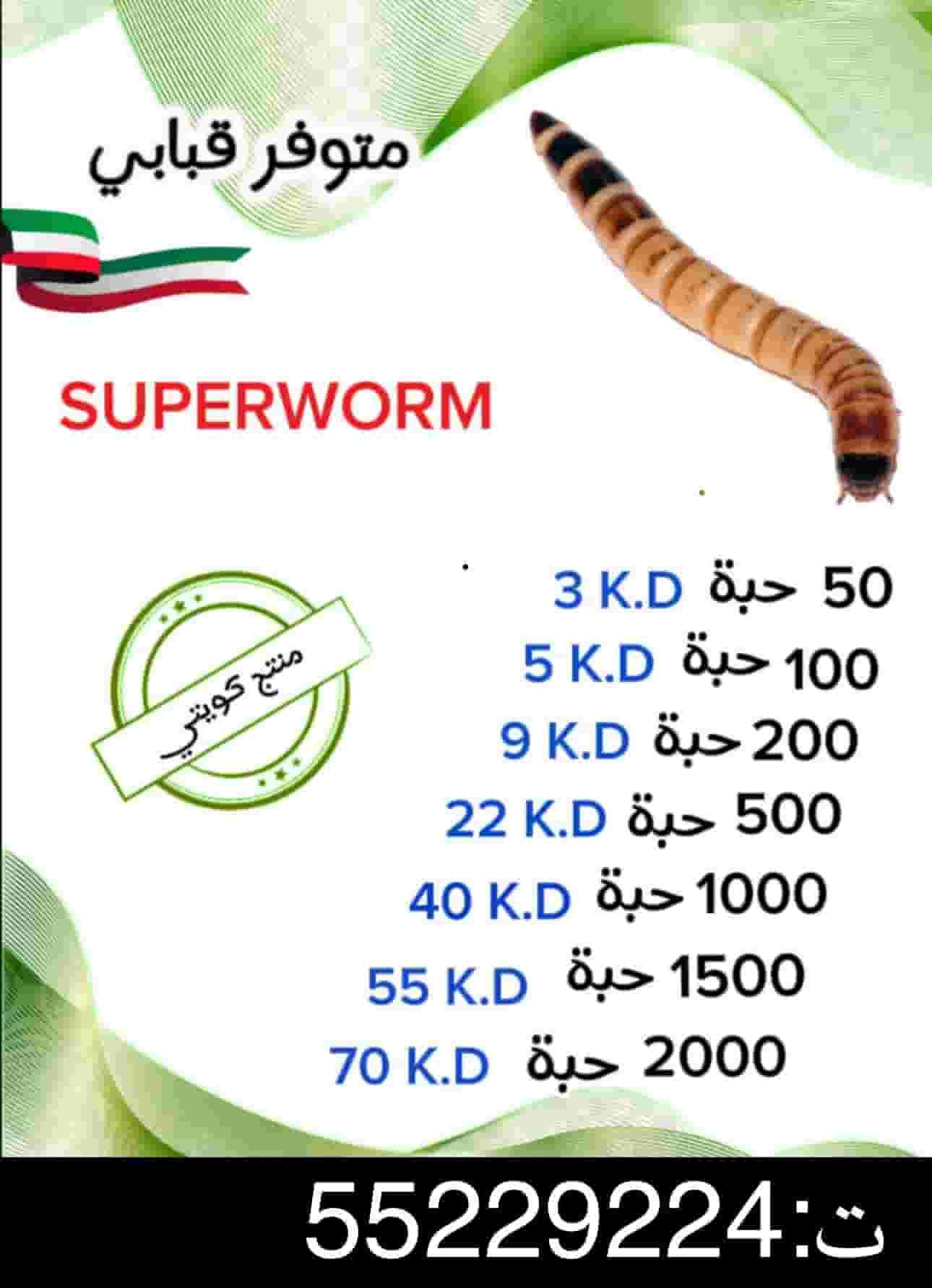 For sale, fish bait is worth 3 dinars For sale, fish bait is worth 3 dinars