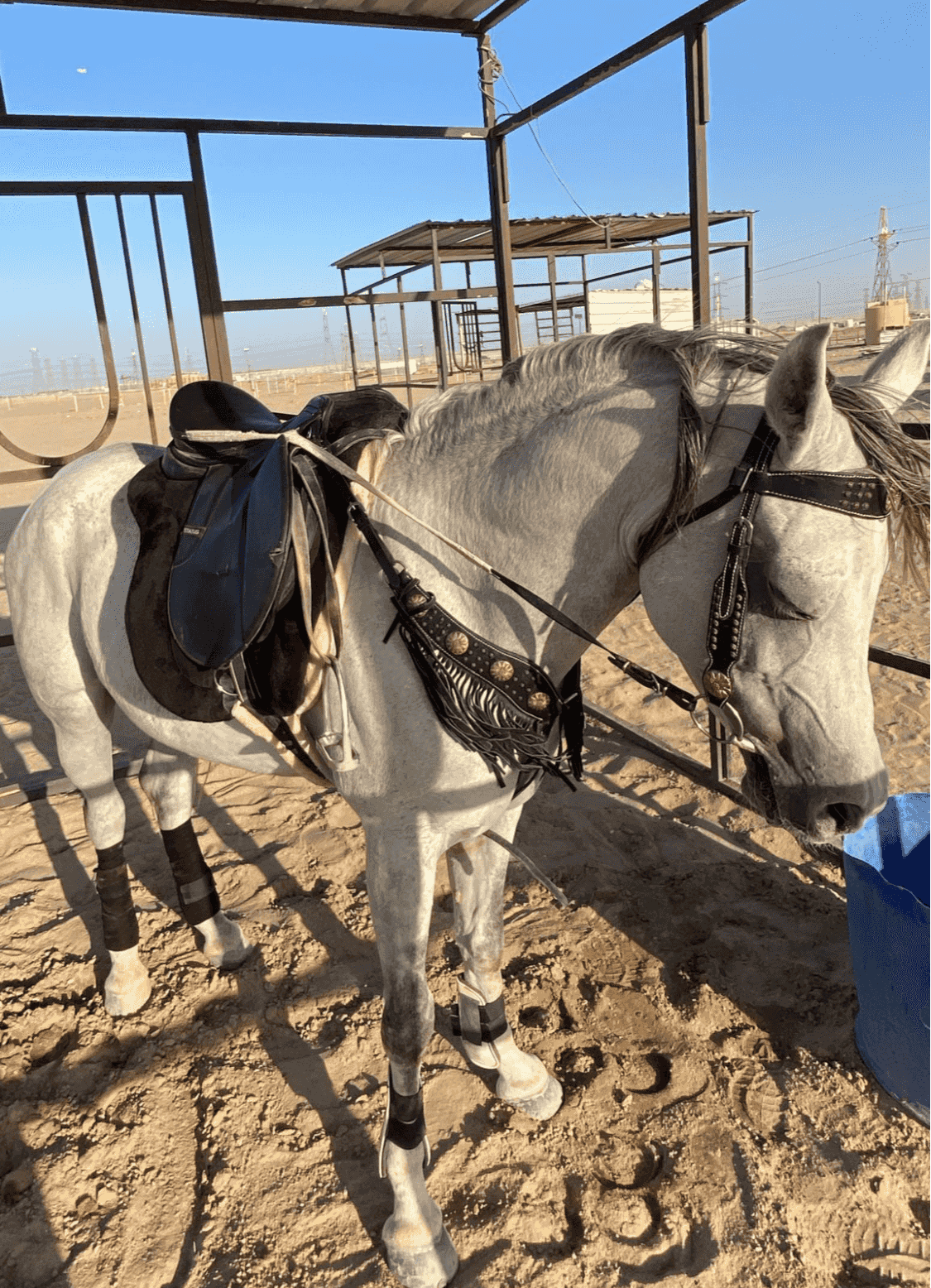 A thoroughbred Egyptian horse A thoroughbred Egyptian horse